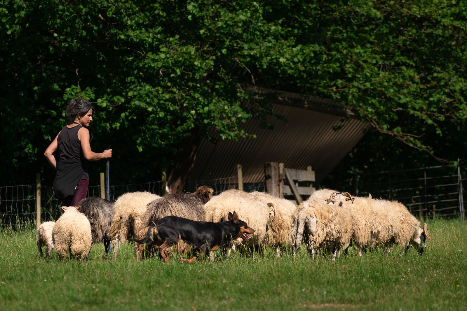 Adiestramiento de perro pastor con ovejas