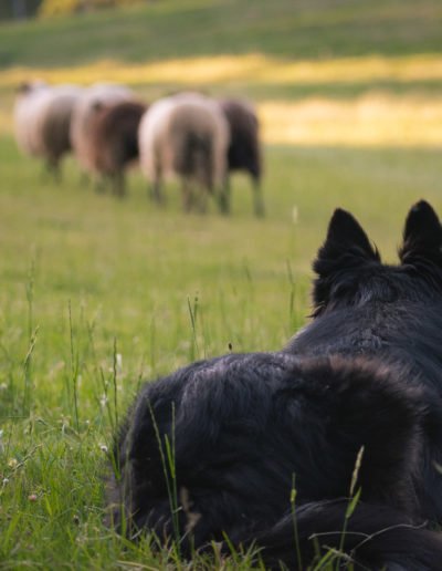 Pastor collie pastoreando con ovejas