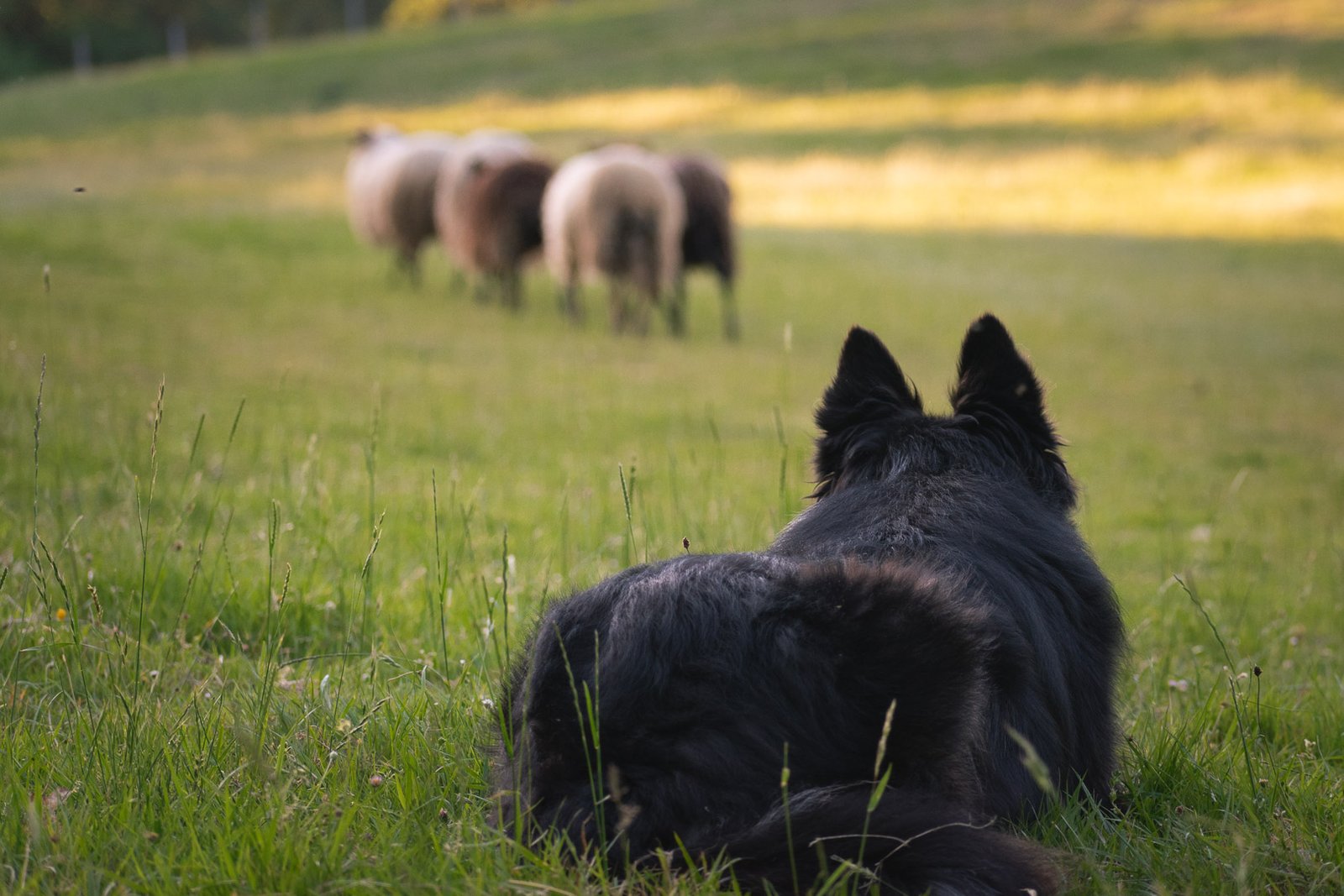 Pastor collie pastoreando con ovejas