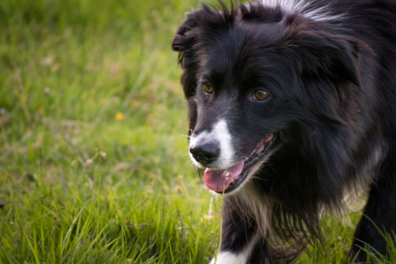 crias de pastor collie