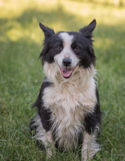 border collie sentado sonriente