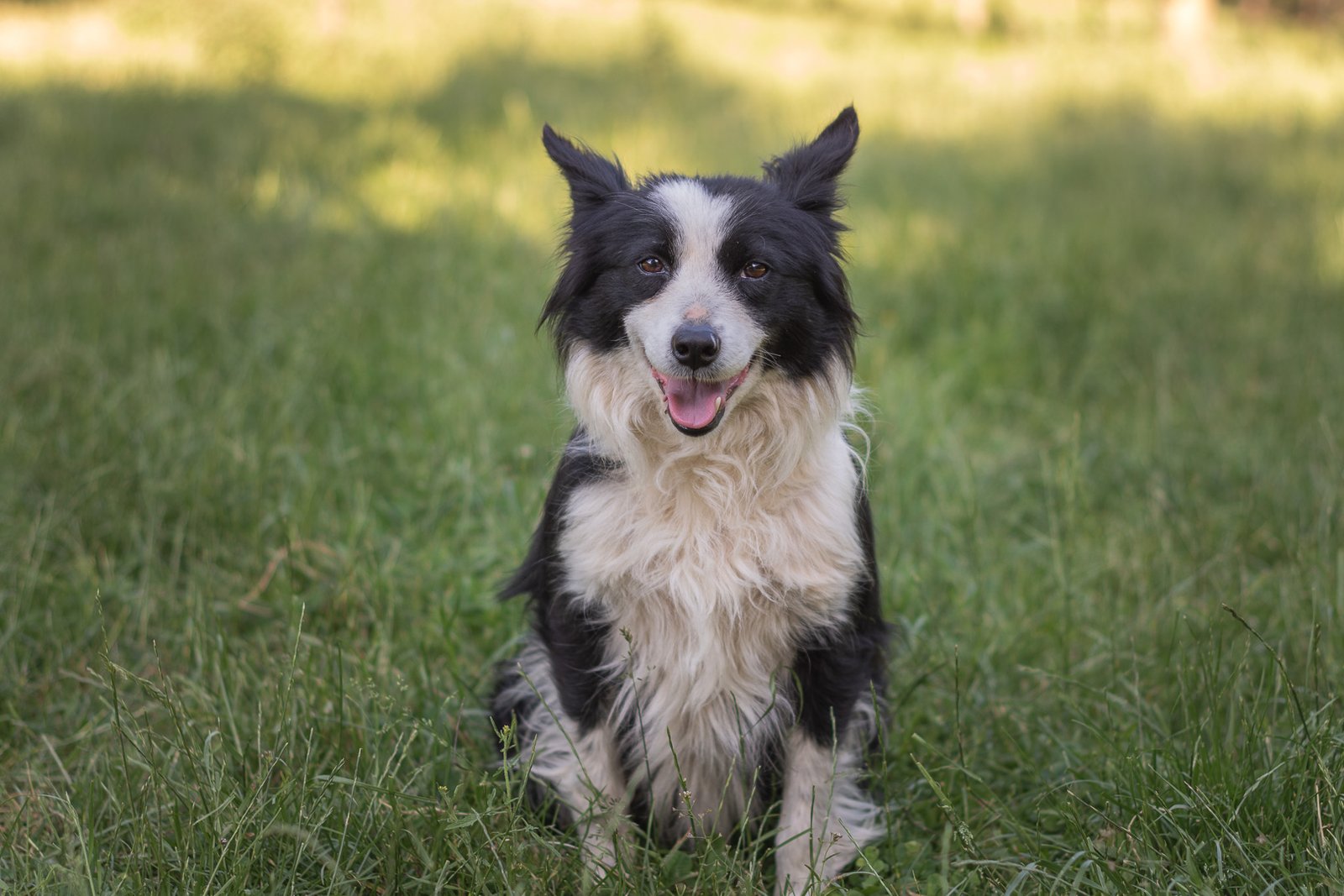 border collie sentado sonriente