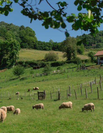 ovejas pastando en guarderia
