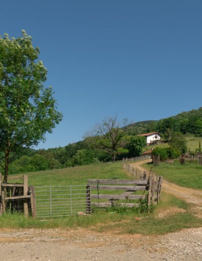 guarderia de perros al aire libre