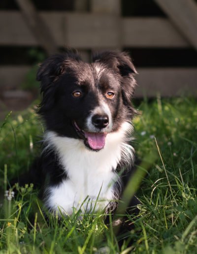Cachorro border collie