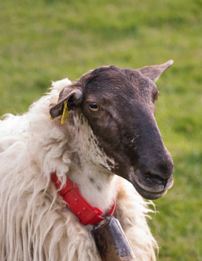 Oveja para pastoreo