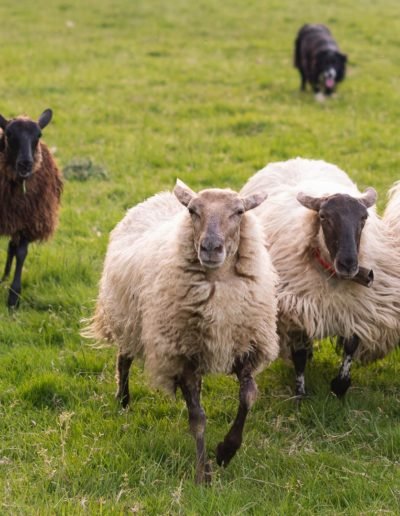 ovejas corriendo en campo