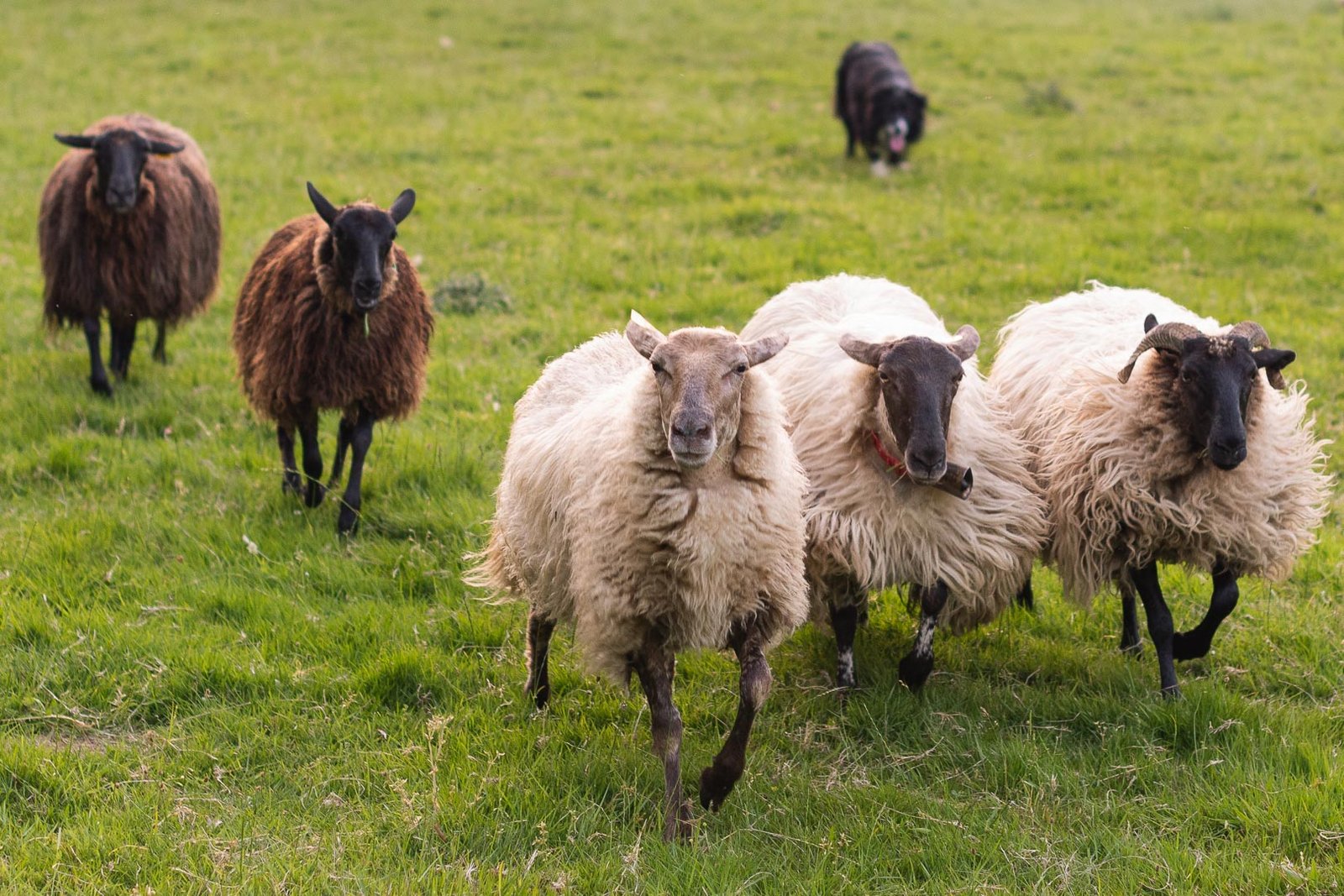 ovejas corriendo en campo