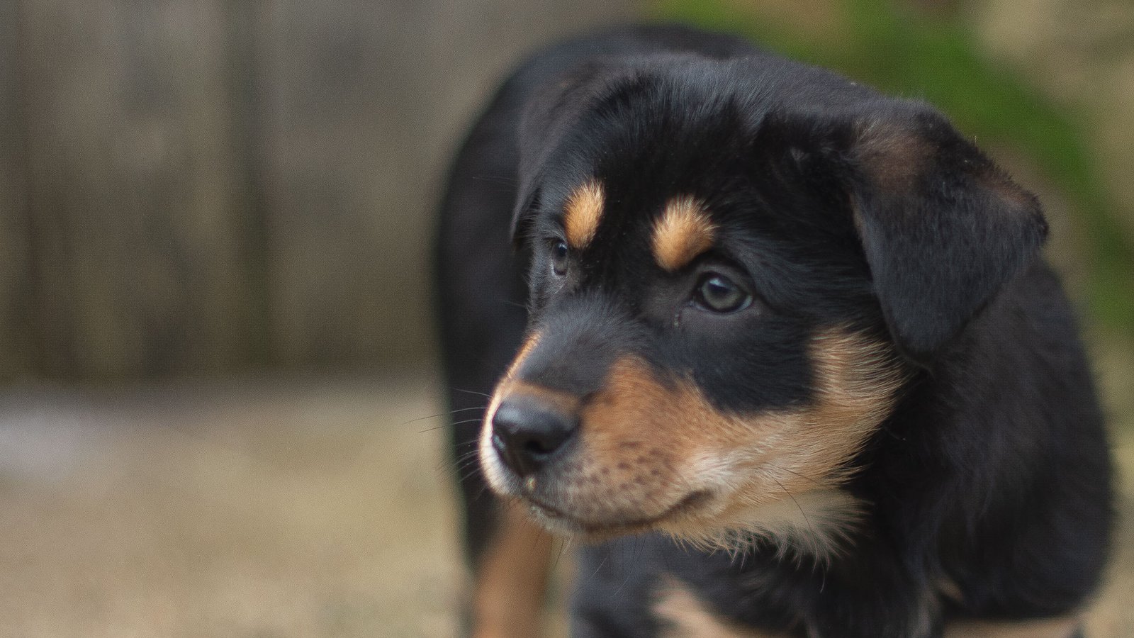 cachorro perro pastor